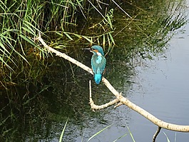 性質,鳥,翠鳥