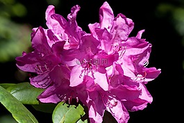 杜鹃,traub 笔记,doldentraub