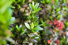 植物,綠色,花園