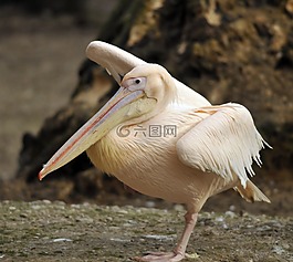 動物園,海拉布倫,慕尼黑
