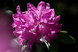 杜鹃,traub 笔记,doldentraub
