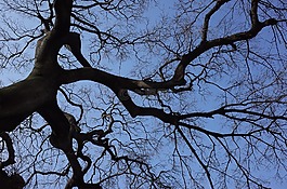 木材,天空,背光