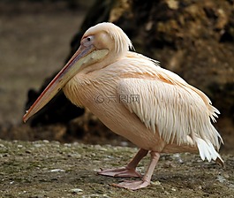 動物園,海拉布倫,慕尼黑