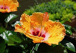 路易斯安那州的花,槿,鮮花