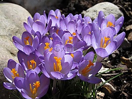 藏紅花,花,紫