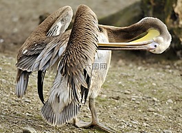 動物園,海拉布倫,慕尼黑