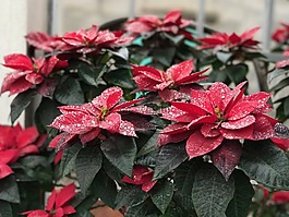 紅葉,露水,紅色