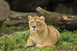 動物園,海拉布倫,慕尼黑