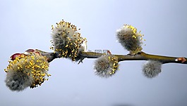 植物,樹,枝