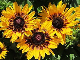 太陽花,黃色,花