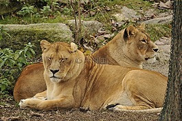 動物園,海拉布倫,慕尼黑