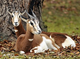動物園,海拉布倫,慕尼黑