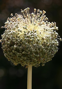 花,野葱,关于