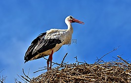鸛,鳥,飛