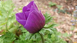 自然,花,植物區(qū)系