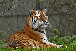 動物園,海拉布倫,慕尼黑