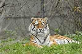 動物園,海拉布倫,慕尼黑
