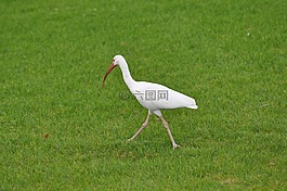 鳥,自然,野生動物