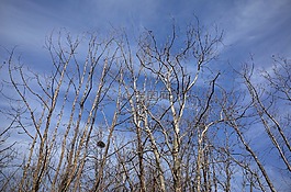 木材,森林,冬季