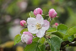 蘋果樹開花,蘋果花,蘋果樹