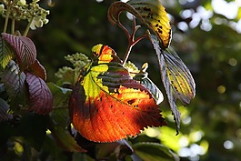 葉子,秋,植物