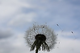 蒲公英,天空,免費