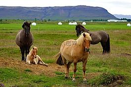 冰島,冰島小馬,馬