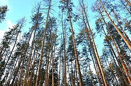 木材,性質(zhì),樹(shù)