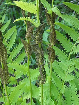 蕨類(lèi)植物,原野,森林