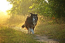 狗,邊境牧羊犬,光