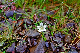 冰島,花,白