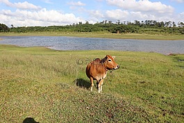 牛,濕地,戶外