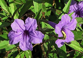 花,矮牽牛,葵