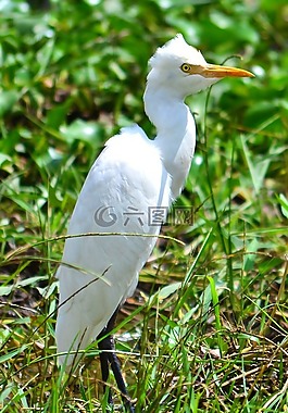 起重機,鳥,白