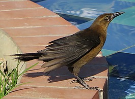 鸟,女cowbird,黑色