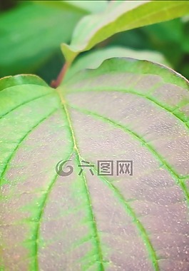 葉子,關(guān)閉,綠色