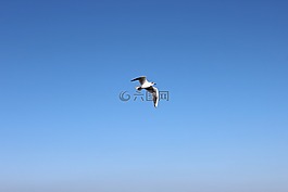 鳥,空氣,天空