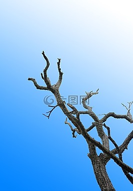 棵孤獨(dú)的樹,干的分支,藍(lán)色的天空