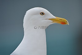 海鷗,動(dòng)物,鳥(niǎo)