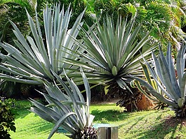 龍舌蘭,植物,異國情調(diào)