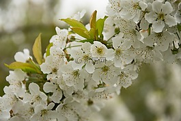 櫻花,櫻桃,春天