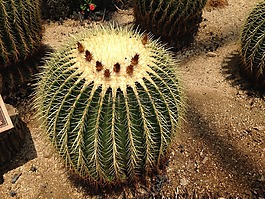 仙人掌,刺,植物園