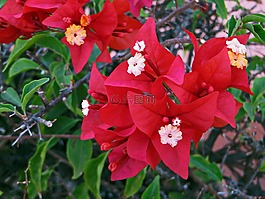 簕杜鹃,花,红色