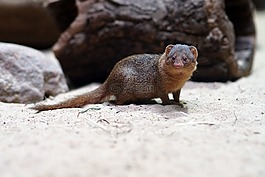 zwergmanguste,動物園,動物
