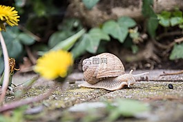 蝸牛,性質(zhì),動物
