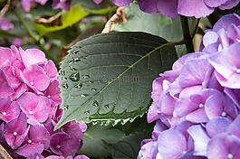 八仙花,葉子,一滴水