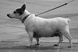 狗,皮帶,動物