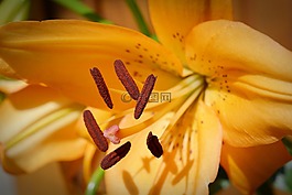 百合,開花,關(guān)閉