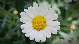 magerite,开花,鲜花