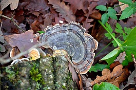 真菌,林,性質(zhì)